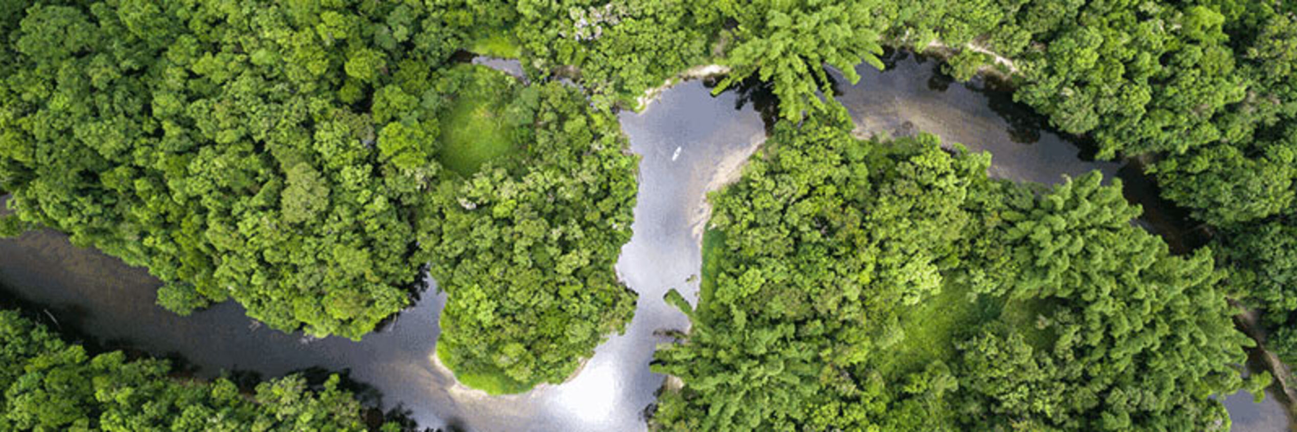 een rivier omgeven door bos 